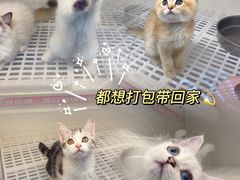 -lincat·猫舍(广州店)