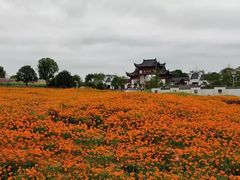 -金卉庄园