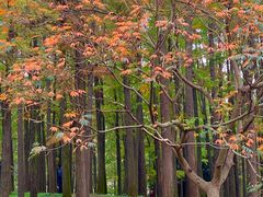 -上海共青森林公园