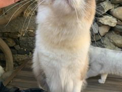 -喵屿·大理花园猫咖