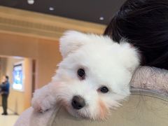 -帕帕拉兹宠物(亚洲旗舰店)