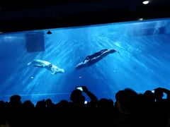 -芜湖新华联大白鲸海洋公园