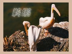 -红山森林动物园