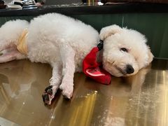 -more than meow吴止猫主题餐厅(承德 中船汇店)