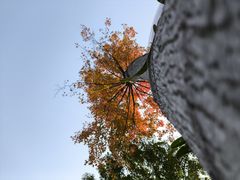 -东莞植物园