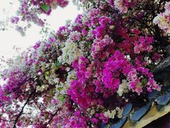 -深圳国际园林花卉博览园