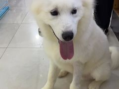 -翊宠yipet猫狗购宠庄园犬舍•猫舍