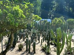 -深圳仙湖植物园