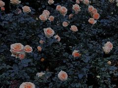 -人民公园(罗湖区)