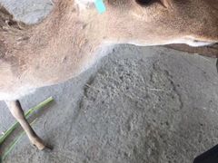 -鹿境梅花鹿生态园区