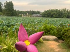-东湖磨山景区