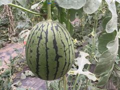 -庞各庄西瓜蔬菜采摘园·锦华瓜园