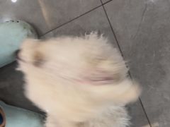 -贝利宠物医院·骨科·眼科·肿瘤转诊中心(南坪诊疗中心)