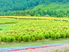 -径山花海