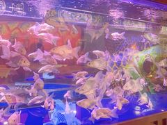 -中环花鸟鱼虫市场