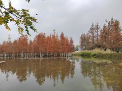-白鹭湾湿地公园
