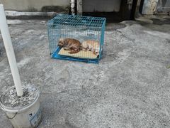 -花园菜市场