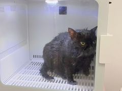 -山宅一喵德文卷毛猫舍