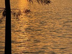 -合肥滨湖国家森林公园