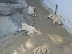 -大连森林动物园