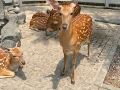 -北京野生动物园