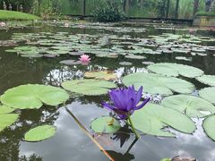 -中国科学院西双版纳热带植物园