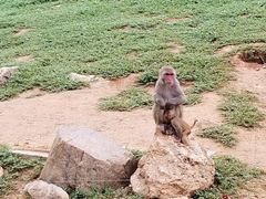 -石家庄市动物园