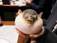 气鼓鼓的河豚-永安鱼庄·镇江菜(东吴路店)