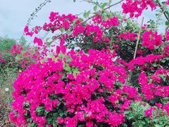 -亚龙湾国际玫瑰谷