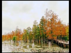 -池杉湖湿地公园
