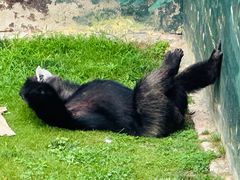 -西霞口神雕山野生动物世界