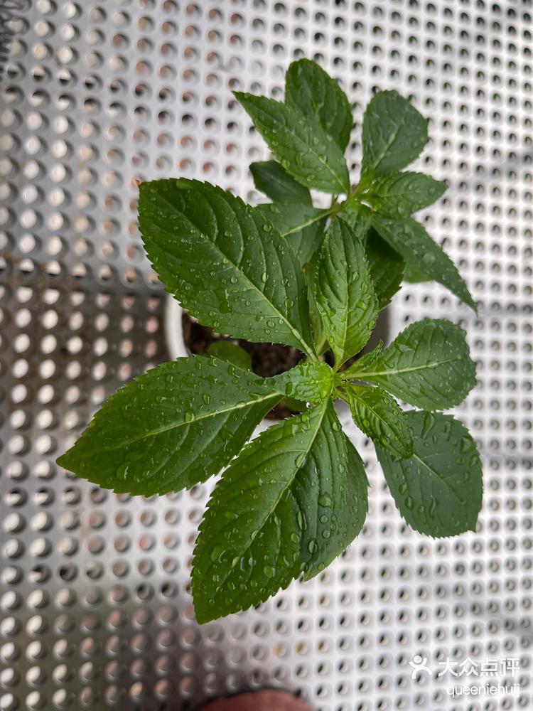广州暴雨后凤仙花枯萎了08