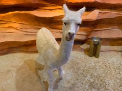 -酷嗒动物文化乐园(cutezoo西溪乐天城店)