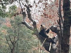 -都江堰中华大熊猫苑