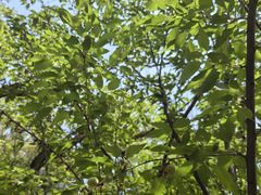 -北京西山国家森林公园