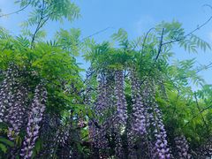 -嘉定紫藤园