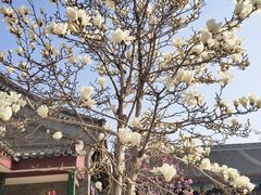 -天津大悲禅院