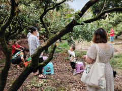 -从化深英荔枝黄皮龙眼采摘园