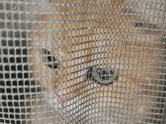 -艾吉宠物医院·疑难杂症转诊中心·猫友好(碧江路院)
