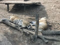 -大连森林动物园