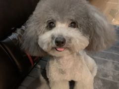 -悠尼宠物·独立低压伊珊娜洗护·美容·寄养(兰谷路店)