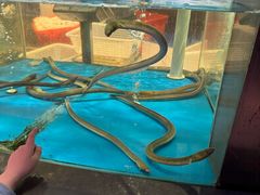 -1718海鲜姿造(苏宁宴请臻选店)