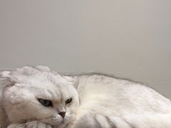 -有猫主题·治愈系猫咖(曾厝垵店)