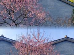 -杭州植物园
