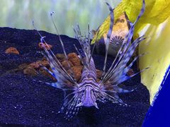 -芜湖新华联大白鲸海洋公园