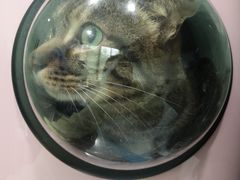 -1013 PET SHOP 宠物商店(近铁城市广场店)