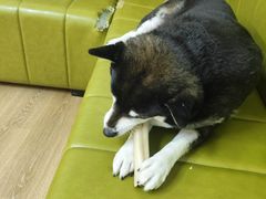 -是阿柴呀！柴犬咖啡·爱喵喵猫咖