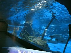 -锦艺城海洋馆