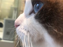 -喵喵咪呀布偶猫咖(春熙路店)