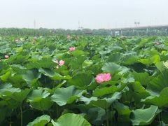 -荷塘月色湿地公园·向阳花洲